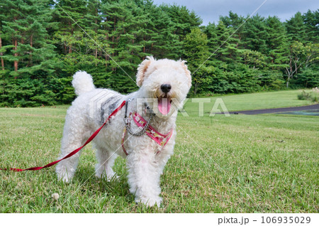 芝生の上で微笑むワイアーフォックステリア 106935029