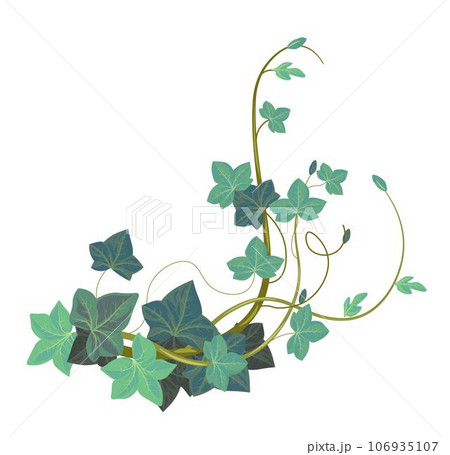 Ivy climbing plant, evergreen exotic botany vector 106935107