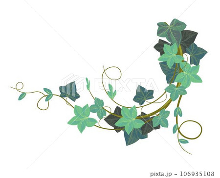 Ivy climbing plant, evergreen hedera botany vector Ivy climbing plant, evergreen hedera botany vector 106935108
