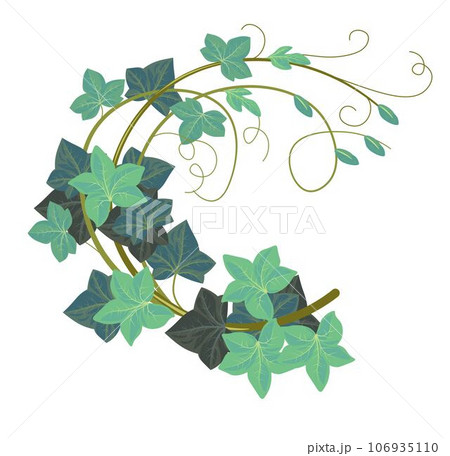 Ivy climbing plant, hedera botany, vegetation 106935110