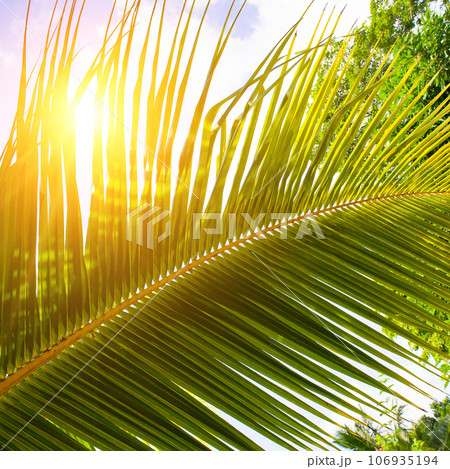 Coconut palm leaf and rays of the sun. Beautiful background. Coconut palm leaf and rays of the sun. Beautiful background. 106935194