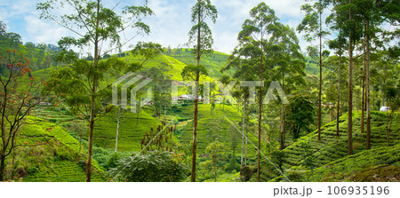 Tea plantation on the mountain slopes. Sri Lanka. Wide photo. Tea plantation on the mountain slopes. Sri Lanka. Wide photo. 106935196