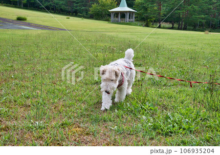 芝生をお散歩するワイアーフォックステリア 106935204