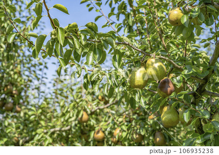 収穫間際のラ・フランス(洋梨)の果実 山形県上山市 収穫間際のラ・フランス(洋梨)の果実 山形県上山市 106935238