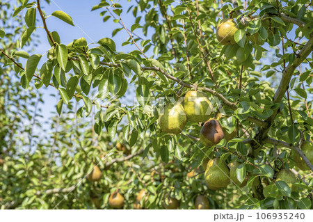 収穫間際のラ・フランス（洋梨）の果実　山形県上山市 106935240