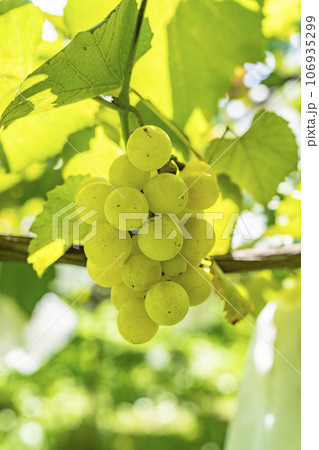 ぶどう畑の風景　実りの秋　山形県上山市 106935299