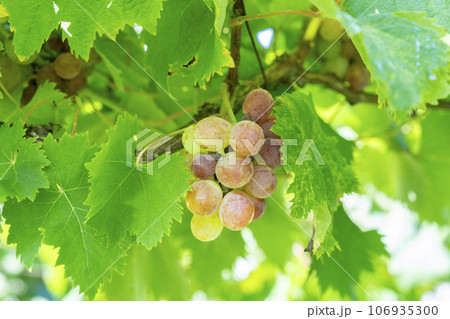 ぶどう畑の風景　実りの秋　山形県上山市 106935300