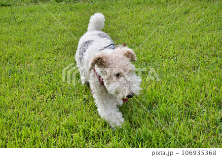 芝生の上で遊ぶワイアーフォックステリア 芝生の上で遊ぶワイアーフォックステリア 106935368