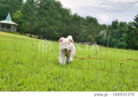 芝生の上で遊ぶワイアーフォックステリア 芝生の上で遊ぶワイアーフォックステリア 106935370