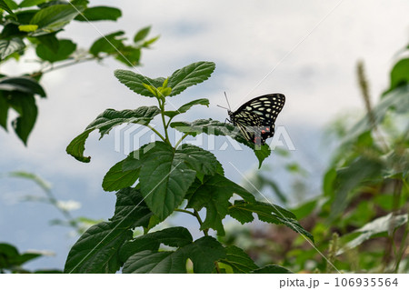葉に止まって羽を休める蝶 葉に止まって羽を休める蝶 106935564