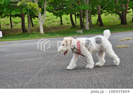 お散歩するワイアーフォックステリア お散歩するワイアーフォックステリア 106935604