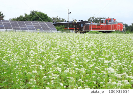 秋蕎麦畑と太陽光パネルのある風景を走るDE10 106935654