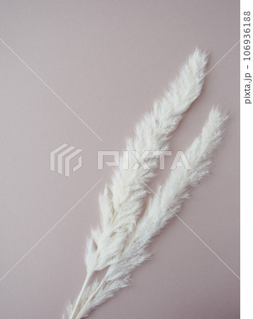 羽根のようなふわふわのドライフラワー 羽根のようなふわふわのドライフラワー 106936188