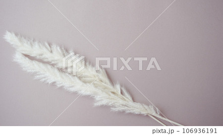 羽根のようなふわふわのドライフラワー 羽根のようなふわふわのドライフラワー 106936191