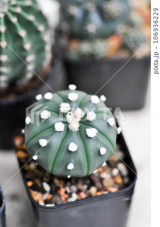 cactus in the flower pot or Astrophytum cactus in the flower pot or Astrophytum 106936229