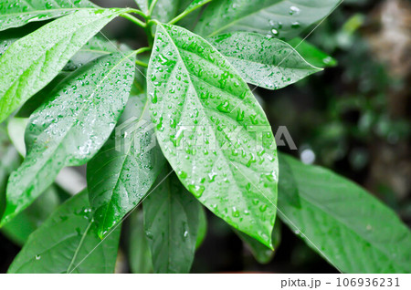 Persea americana Mill or Avocado, Lauraceae or Persea gratissima or avocado plant and rain drop 106936231