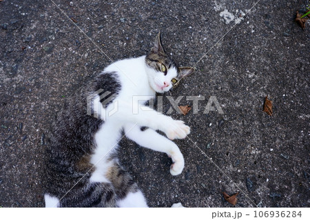 寝転がっている猫がこちらを見ている 106936284