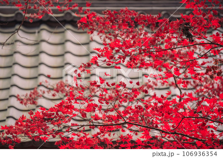 京都府南丹市園部町のモミジやイチョウが美しく色づく龍穏寺を撮影 106936354