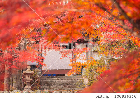 京都府南丹市園部町のモミジやイチョウが美しく色づく龍穏寺を撮影 106936356