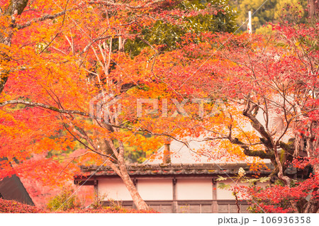 京都府南丹市園部町のモミジやイチョウが美しく色づく龍穏寺を撮影 京都府南丹市園部町のモミジやイチョウが美しく色づく龍穏寺を撮影 106936358