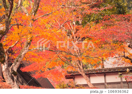 京都府南丹市園部町のモミジやイチョウが美しく色づく龍穏寺を撮影 106936362