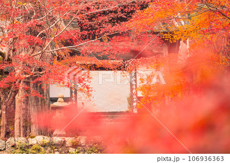京都府南丹市園部町のモミジやイチョウが美しく色づく龍穏寺を撮影 京都府南丹市園部町のモミジやイチョウが美しく色づく龍穏寺を撮影 106936363
