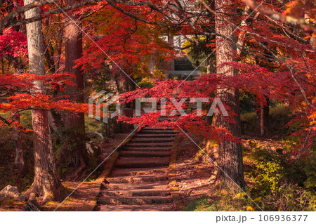 京都府南丹市園部町のモミジやイチョウが美しく色づく龍穏寺を撮影 京都府南丹市園部町のモミジやイチョウが美しく色づく龍穏寺を撮影 106936377