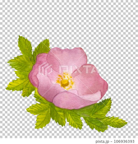 Branch Wild Rose flower with leaves. Rosehip, dog rose, briar. Hand draw watercolor illustration isolated on white background. For logo, card, print for packaging design, fabric Branch Wild Rose flower with leaves. Rosehip, dog rose, briar. Hand draw watercolor illustration isolated on white background. For logo, card, print for packaging design, fabric 106936393