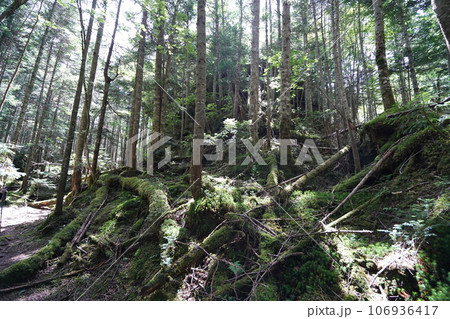 日光白根山麓　丸沼高原　七色平から六地蔵への道にある巨大な岩　2023年8月18日　 106936417
