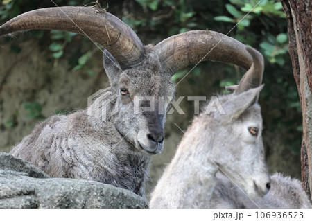 スーチョワンバーラル 106936523