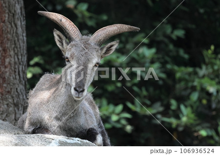 スーチョワンバーラル 106936524