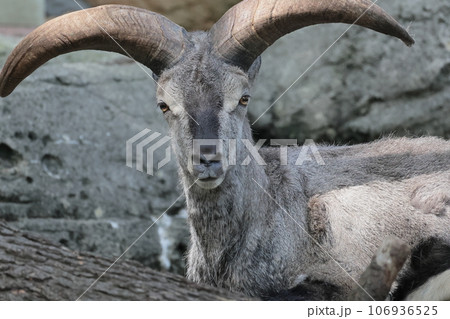 スーチョワンバーラル 106936525