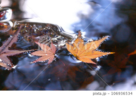 楓 水面の紅葉 楓 水面の紅葉 106936534