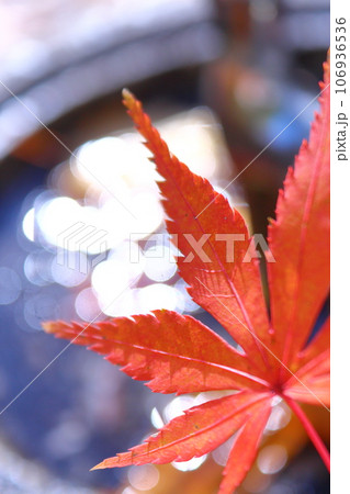 秋の気配、楓の紅葉 106936536