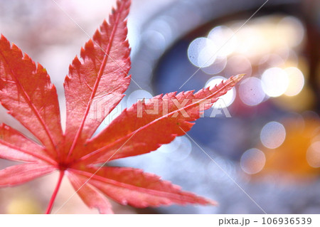 秋の気配、楓の紅葉 106936539