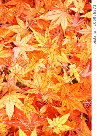 秋の気配、楓の紅葉 106936573