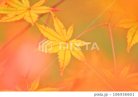 秋の気配、楓の紅葉 106936601