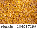 黄色いイチョウの葉の絨毯 黄色いイチョウの葉の絨毯 106937199