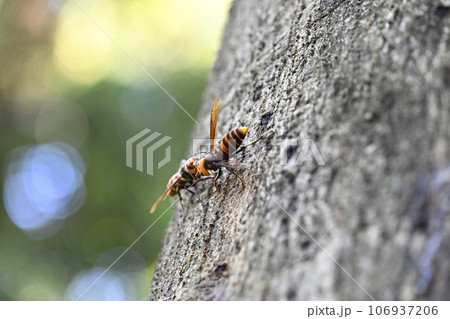 スズメバチ 106937206