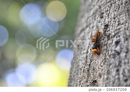 スズメバチ スズメバチ 106937209