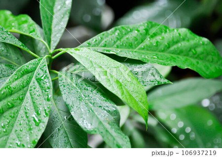 Persea americana Mill or Avocado, Lauraceae or Persea gratissima or avocado plant and rain drop 106937219