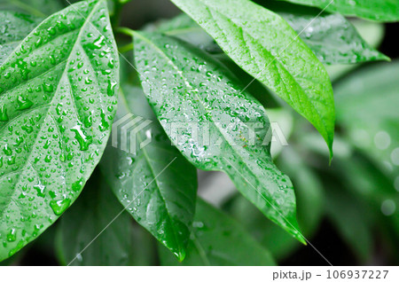 Persea americana Mill or Avocado, Lauraceae or Persea gratissima or avocado plant and rain drop 106937227