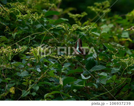 アゲハチョウ科アオスジアゲハ♀の吸蜜　ブドウ科ヤブガラシ 106937239