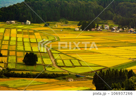 黄金色に輝く田園風景(撮影:新潟県小千谷市山本山高原) 黄金色に輝く田園風景(撮影:新潟県小千谷市山本山高原) 106937266