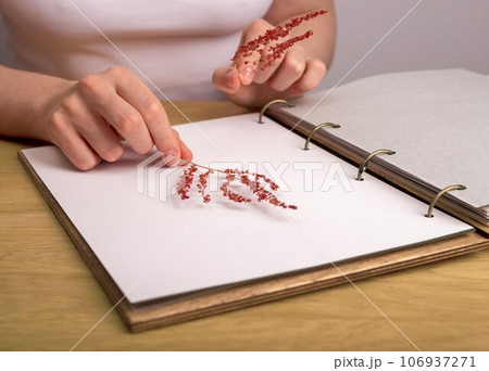 Hands taking dried pressed floral plants for herbarium book 106937271