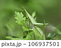 オンブバッタ 106937501