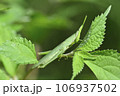 オンブバッタ 106937502