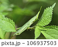 オンブバッタ 106937503