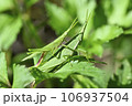 オンブバッタ 106937504