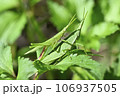 オンブバッタ 106937505